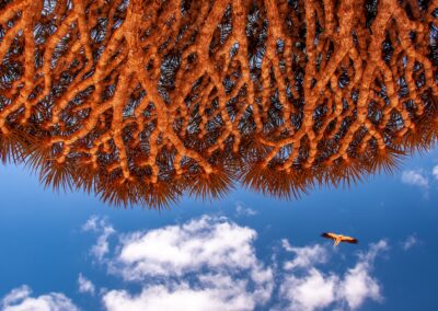 Socotra Island. Isla de Socotra. Suqutra. Yemen.