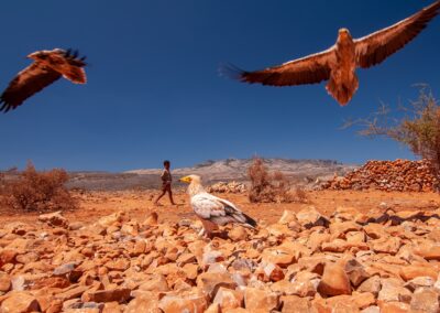 Socotra Island. Isla de Socotra. Suqutra. Yemen.