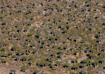 Socotra Island. Isla de Socotra. Suqutra. Yemen.