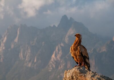 Socotra Island. Isla de Socotra. Suqutra. Yemen.
