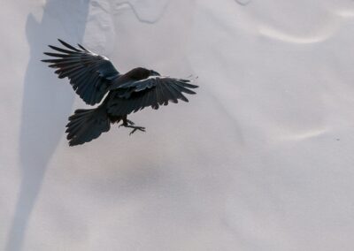 Socotra Island. Isla de Socotra. Suqutra. Yemen.
