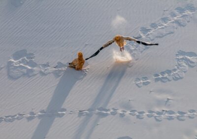 Socotra Island. Isla de Socotra. Suqutra. Yemen.