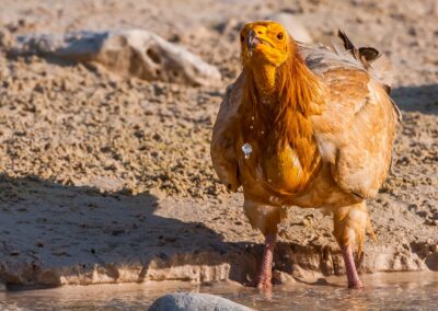 Socotra Island. Isla de Socotra. Suqutra. Yemen.