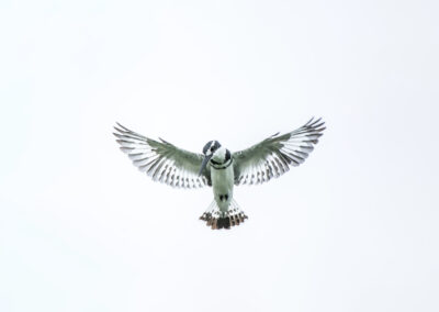 Kingfisher. Uganda. Alex Martin Ros