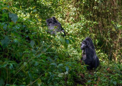 Uganda. Gorilla. Alex Martín Ros
