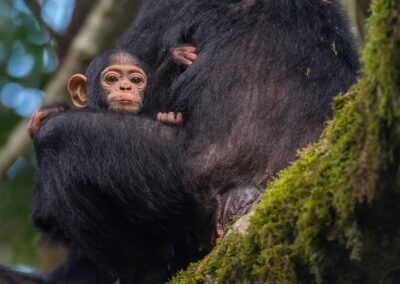 Uganda. Baby Chimp. Alex Martín Ros