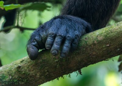 Uganda. Chimp foot. Alex Martín Ros