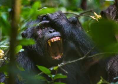 Uganda. Chimp. Alex Martín Ros
