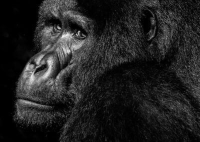 Uganda. Gorilla. Alex Martín Ros