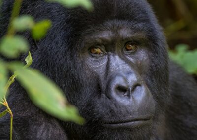 Uganda. Gorilla. Alex Martín Ros