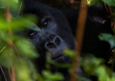 Uganda. Gorilla. Alex Martín Ros