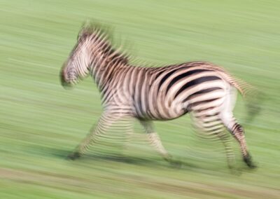 Zebra. Uganda. Alex Martin Ros