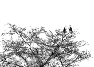 Uganda. Fish eagle. Alex Martín Ros