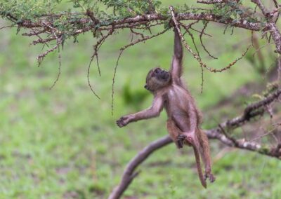 Uganda. Baboon. Alex Martín Ros