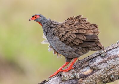 Uganda. Alex Martín Ros