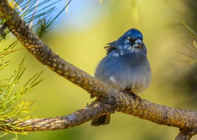 Pinzón Azul del Teide. Turismo de Canarias. Promotur. Alex Martin Ros.