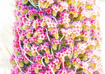 Turismo de Canarias. Promotur. Alex Martin Ros.