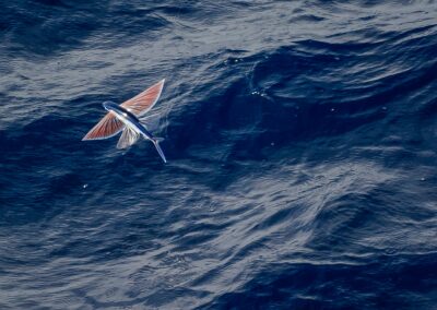 Pez volador. Turismo de Canarias. Promotur. Alex Martin Ros.
