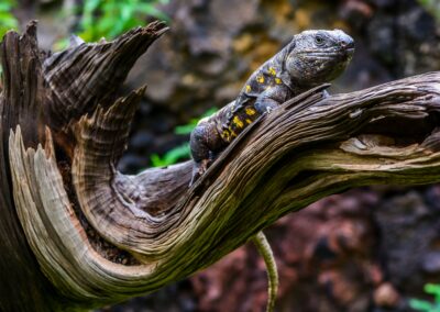 Lagarto del Hierro. Turismo de Canarias. Promotur. Alex Martin Ros.