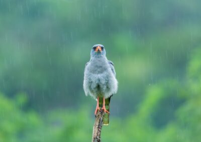 Uganda. Sparrowhawk Rain. Alex Martín Ros