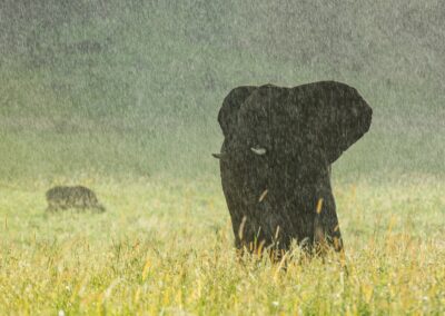 Uganda. Elephant Rain. Alex Martín Ros