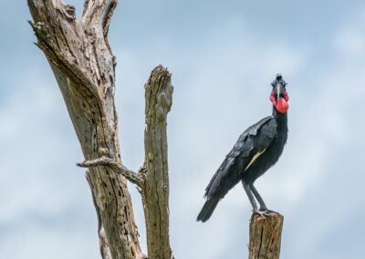 Uganda. Hornbill. Alex Martín Ros