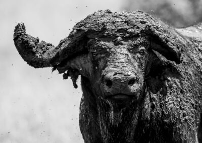 Uganda. Buffalo. Alex Martín Ros
