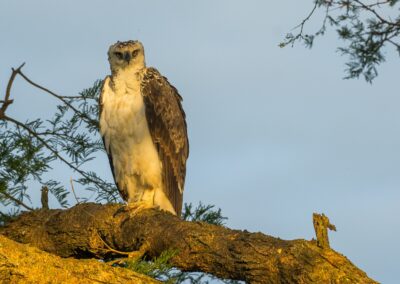 Uganda. Martial Eagle. Alex Martín Ros