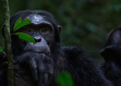 Chimp. Fine Art. Alex Martín Ros